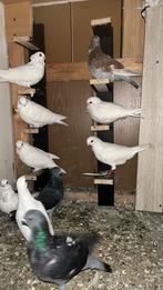 Duiven te koop, Dieren en Toebehoren, Meerdere dieren, Overige soorten