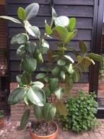 Ficus elastica ‘Robusta’ (Rubberboom), Huis en Inrichting, Ophalen, Ficus, Halfschaduw, In pot