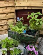 Groene Legerkist - Plantenbak, Ophalen, Gebruikt, Binnen, Metaal