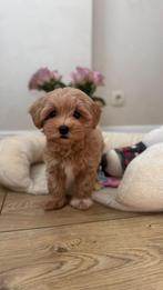 Premium maltipoo f1 teefje micro, Dieren en Toebehoren, Honden | Chihuahua's en Gezelschapshonden, Particulier, Rabiës (hondsdolheid)