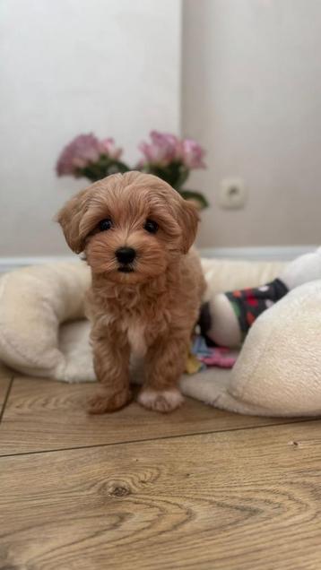 Premium maltipoo f1 teefje micro beschikbaar voor biedingen