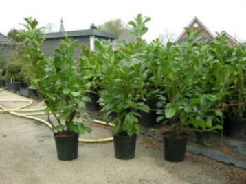 Haagplanten (o.a. Laurier) beschikbaar voor biedingen