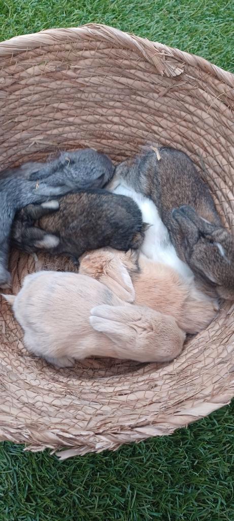 Mini dwerg hangoor NHD konijntjes 🐰🐰🩷🩵, Dieren en Toebehoren, Konijnen, Dwerg, Meerdere dieren, Hangoor