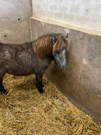 2 Ponys te koop, merrie en hengst, Meerdere dieren, 0 tot 2 jaar, Gechipt, Niet van toepassing