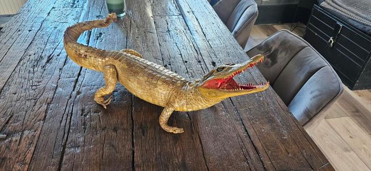 Taxidermie Kaaiman - Prachtig Exemplaar!, Verzamelen, Dierenverzamelingen, Ophalen of Verzenden