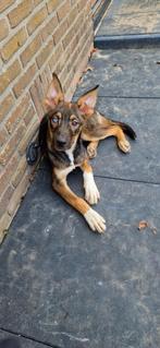 Pup, Dieren en Toebehoren, Ophalen, Zo goed als nieuw