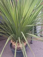 Dasylirion miquihuanensis 5, 155 cm stam 30 cm, Ophalen, Overige soorten, Volle zon