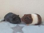 2 prachtige cavia beertjes van 7 weekjes jong, Dieren en Toebehoren, Knaagdieren, Cavia, Mannelijk, Mei, Tam