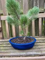 Pinus nigra bonsai, Tuin en Terras, Planten | Bomen, In pot, Minder dan 100 cm, Overige soorten, Volle zon