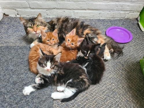 Prachtige Raszuivere Maine Coon Kittens - mogen nu verhuizen, Dieren en Toebehoren, Katten en Kittens | Raskatten | Langhaar, Meerdere dieren
