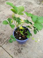 Aardbei plantje., Ophalen, Volle zon, Vaste plant, Zomer
