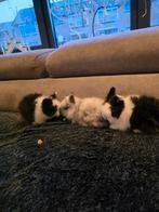 jonge konijntjes., Meerdere dieren