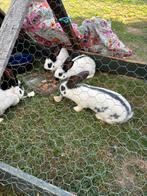 Lotharingers, groot, Dieren en Toebehoren, Meerdere dieren, Groot
