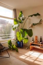 Strelitzia nicolai 2m, Ophalen, Vetplant, 200 cm of meer, Halfschaduw