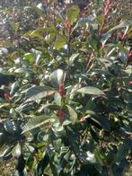 Photinia fraseri glansmispel, Tuin en Terras, Planten | Struiken en Hagen, Ophalen, Overige soorten, 100 tot 250 cm