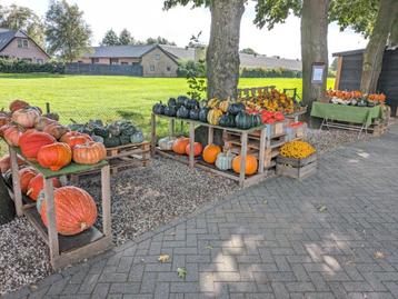 Pompoenen en kalebassen - decoratie en eetbaar beschikbaar voor biedingen
