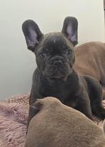 Frans bulldog pups laatste teef, Dieren en Toebehoren, Parvo, 8 tot 15 weken, Bulldog, Meerdere