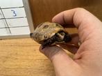 Indotestudo Elongata Geelkopschildpad eigen nakweek, Dieren en Toebehoren, Reptielen en Amfibieën, Schildpad, 0 tot 2 jaar