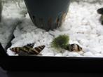 Helena slakjes., Dieren en Toebehoren, Vissen | Aquariumvissen, Slak of Weekdier, Zoetwatervis