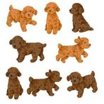 Gezocht rood poedel pup, Dieren en Toebehoren, September, Vrouwelijk