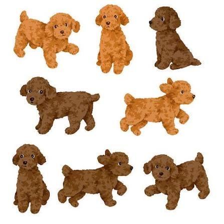 Gezocht rood poedel pup, Dieren en Toebehoren, Overige Dieren, Vrouwelijk, September