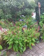 Stekken van duizendknoop (Persicaria), Tuin en Terras, Volle zon, Vaste plant, Zomer, Ophalen