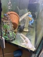 Aquarium, Dieren en Toebehoren, Vissen | Aquariumvissen, Vis