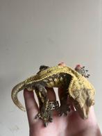 Wimpergekko man RTB, Dieren en Toebehoren, Hagedis, Tam, 3 tot 6 jaar