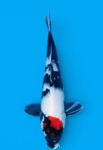 Tancho showa NEW by HEESCHKOI, Karper of Koi