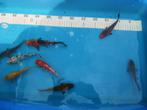 Koi, vijvervis en toebehoren bij Sierviskwekerij Gert Kupers, Dieren en Toebehoren, Karper of Koi