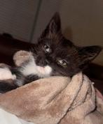 Kittens, Dieren en Toebehoren, Geslacht onbekend
