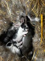 Duitse reus konijn, Dieren en Toebehoren, Meerdere dieren, Hamster, Na 1 juli 2024