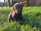 Labrador Pups, Fokker | Hobbymatig, 8 tot 15 weken, Buitenland, Labrador retriever