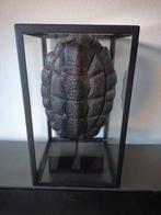Glazen stolp met schildpad beeld, Nieuw, Ophalen of Verzenden