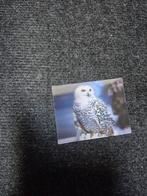 3d Sneeuwuil magneet, Ophalen of Verzenden, Beeldje of Figuurtje