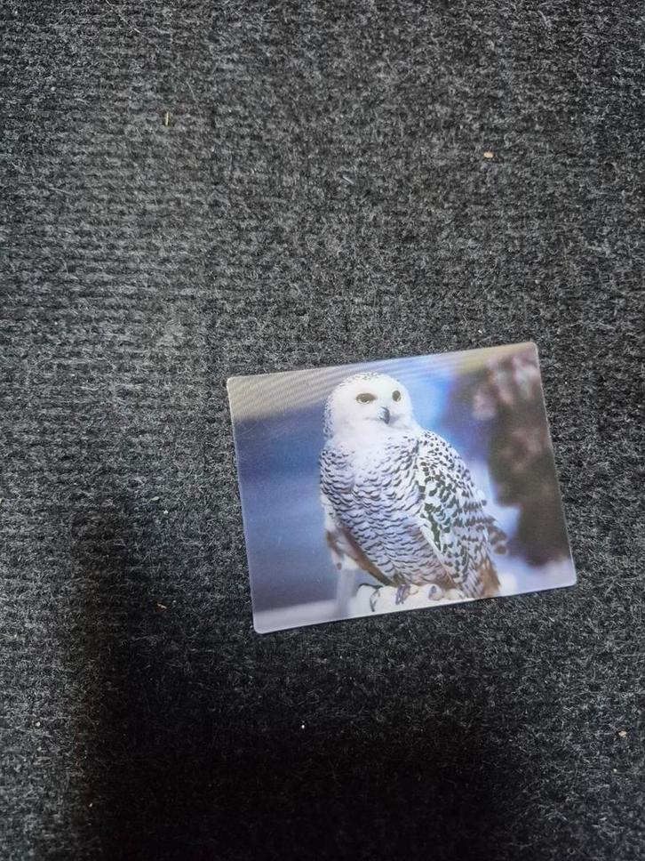 3d Sneeuwuil magneet, Verzamelen, Dierenverzamelingen, Beeldje of Figuurtje, Ophalen of Verzenden