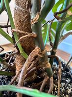 Monstera Variegata XXL, Huis en Inrichting, Kamerplanten, Ophalen, Overige soorten, Halfschaduw, 150 tot 200 cm