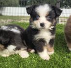 Te koop mooie mini Australian sherperd pups