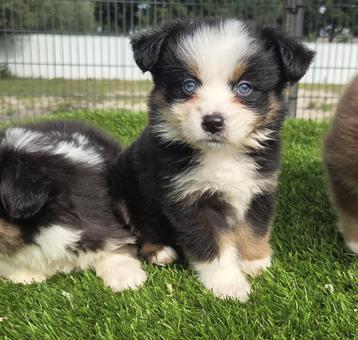 Te koop mooie mini Australian sherperd pups beschikbaar voor biedingen