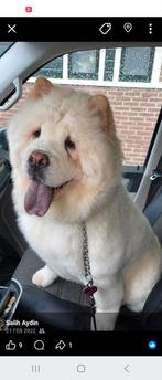 Chow chow zwart 500, Dieren en Toebehoren, Reu, Parvo, Meerdere, 3 tot 5 jaar
