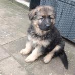 Prachtige Duitse herder teef 8 wkn, Dieren en Toebehoren, 8 tot 15 weken, Teef, Parvo, Meerdere