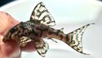 Hypancistrus sp l236 plecos, Dieren en Toebehoren, Vis