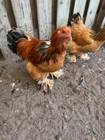 haan (gratis af te halen), Dieren en Toebehoren, Pluimvee, Mannelijk, Kip