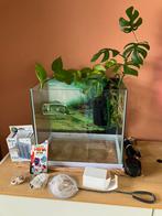 Gaaf Betta vis aquarium, Dieren en Toebehoren, Ophalen of Verzenden, Zo goed als nieuw, Plant(en), Steen of Hout