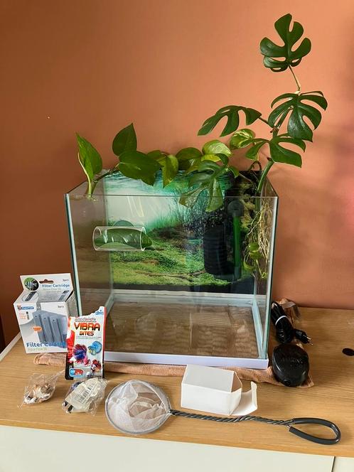 Gaaf Betta vis aquarium, Dieren en Toebehoren, Vissen | Aquaria en Toebehoren, Zo goed als nieuw, Plant(en), Steen of Hout, Ophalen of Verzenden