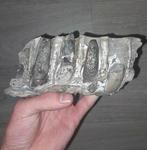 Sarcosuchus kaak met tanden, Verzamelen, Mineralen en Fossielen, Ophalen of Verzenden, Fossiel