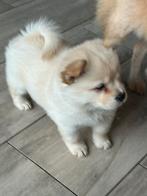 Unieke Frow Frow pups te koop–Franse Bulldog x Chow Chow, Overige rassen, CDV (hondenziekte), 8 tot 15 weken, Meerdere