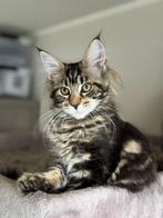 Maine Coon poesje met stamboom, Dieren en Toebehoren, Katten en Kittens | Raskatten | Langhaar, Poes, Met stamboom