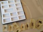 WERELD INSECTEN - COLLECTIE, NieuwStaat - School/Educatie, Verzamelen, Dierenverzamelingen, Verzenden, Zo goed als nieuw, Insect
