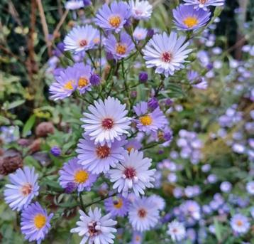 Hoge lila aster, Herfstaster beschikbaar voor biedingen